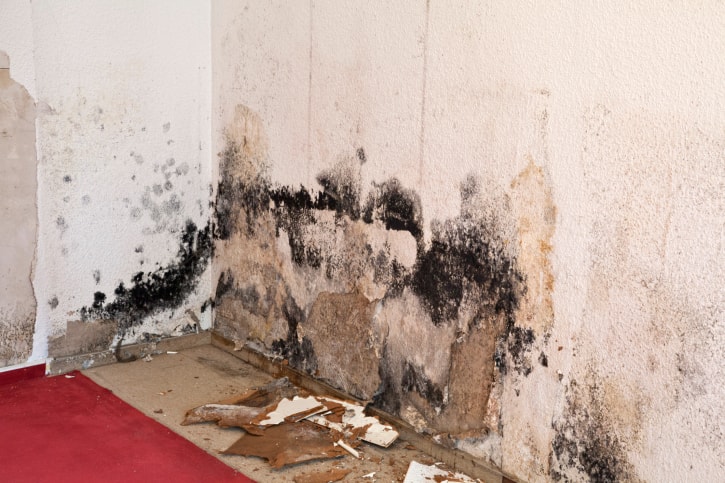 Anne Arundel County Property Management Tips for Dealing with Mold Problems