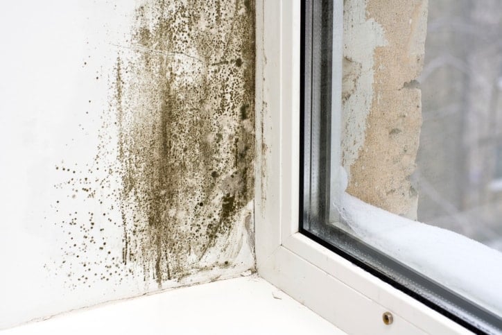 Mold in Anne Arundel County Rental Home