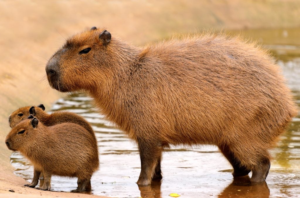 capybara-pets-maryland-rental-properties