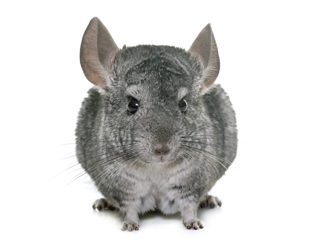 ask-your-maryland-property-management-company-chincillas