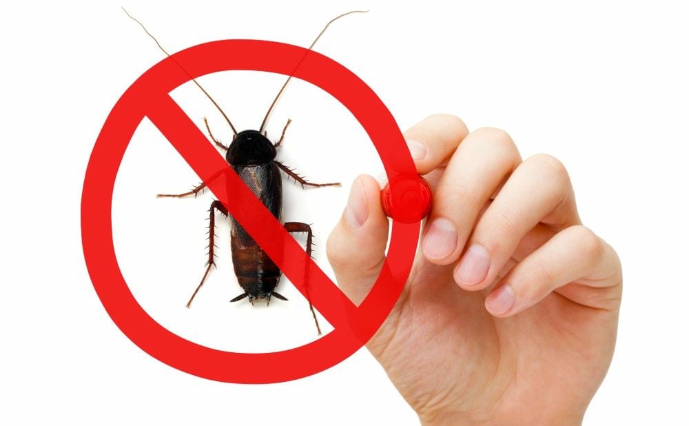 Controlling Pest Problems Philly