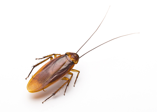 How to Deal with a Pest Infestation According to a Camp Hill Property Management Company