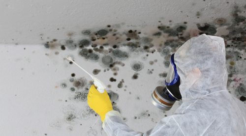 Landlord Liability for Mold and The Devastating Effects in Baltimore City
