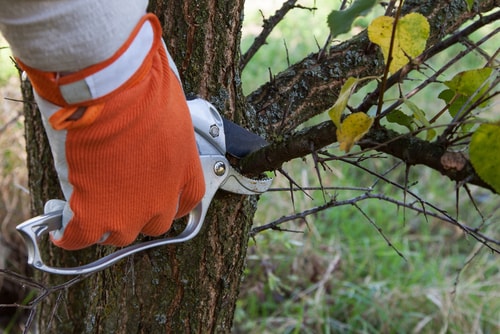 Trim Shrubs and Cut Back Trees