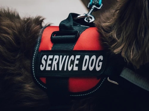 service-dog