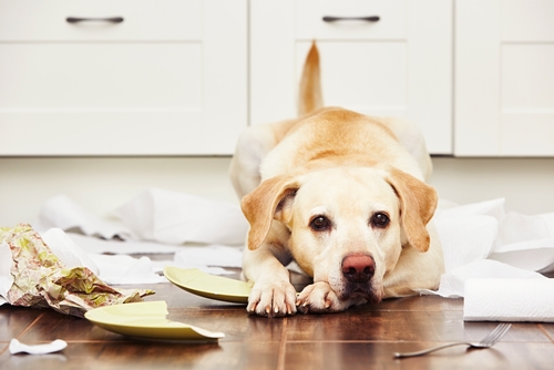 pets-making-a-mess-in-rental-property