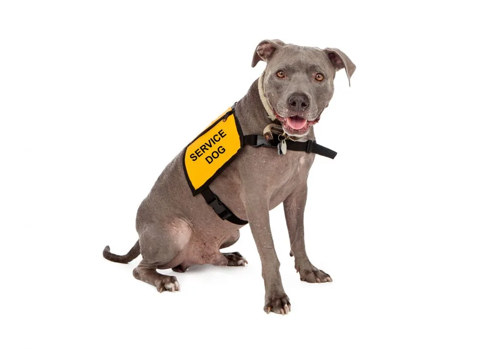 service-animal-montgomery-county-rental-property-e1480699916212-1 | | Bay Property Management Group