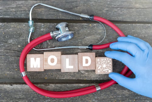 importance-of-preventing-mold