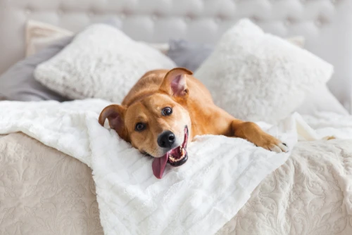 tenant pet policy harford county md