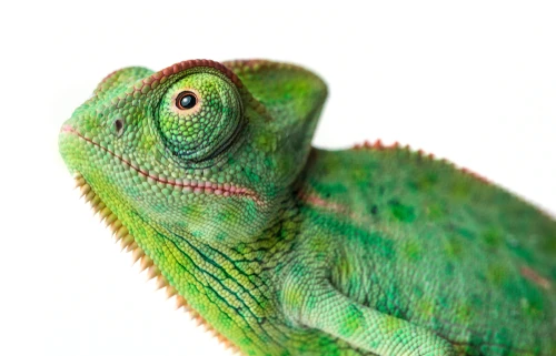 Tenants Guide to Renting with Unusual Pets in Baltimore County