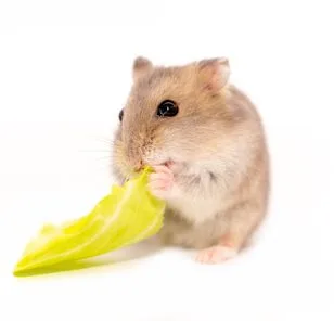What to Expect When Renting with an Unusual Pet