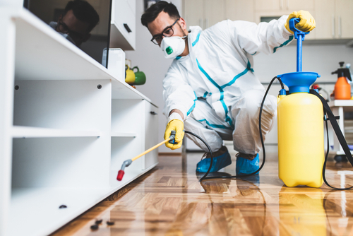 When to Call Professionals for a Pest Infestation