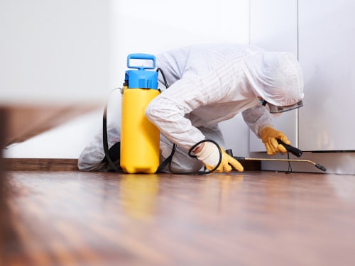 Top 3 Ways to Prevent a Pest Infestation in Your Rental Property