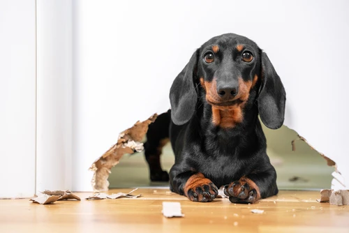 pet-deposit-pet-fees