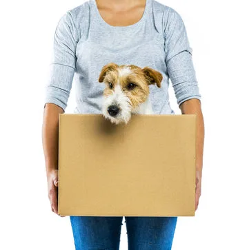 create-pet-policy-rental-property
