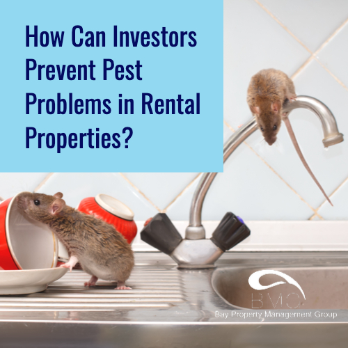 How-Can-Investors-Prevent-Pest-Problems-in-Rental-Properties