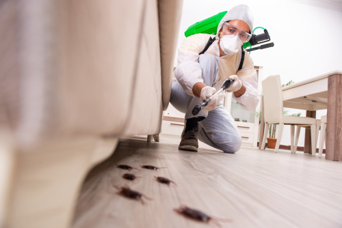 How Can Investors Prevent Pest Problems in Rental Properties?