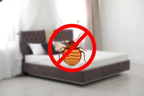 Treating and Preventing Bedbugs in Your Maryland Rental Property