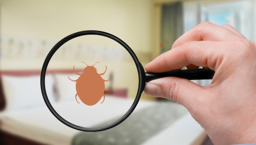 Treating and Preventing Bedbugs in Your Maryland Rental Property