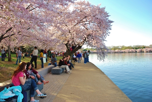 What Happens at the National Cherry Blossom Festival In Washington DC