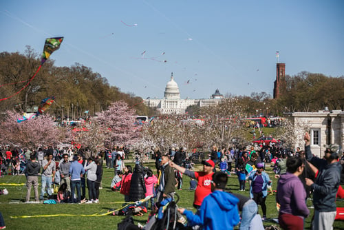 What Happens at the National Cherry Blossom Festival In Washington DC