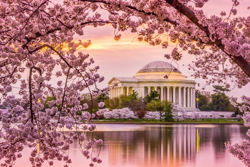 What Happens at the National Cherry Blossom Festival In Washington DC