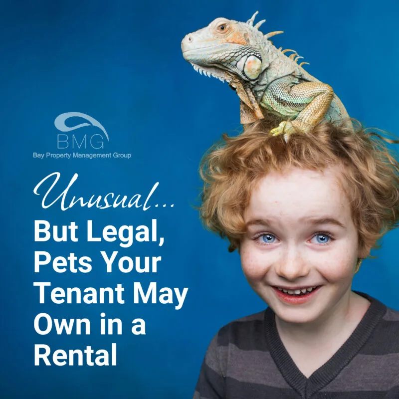 Unusual, But Legal, Pets Your Tenant May Own in a Rental Property | | Bay Property Management Group