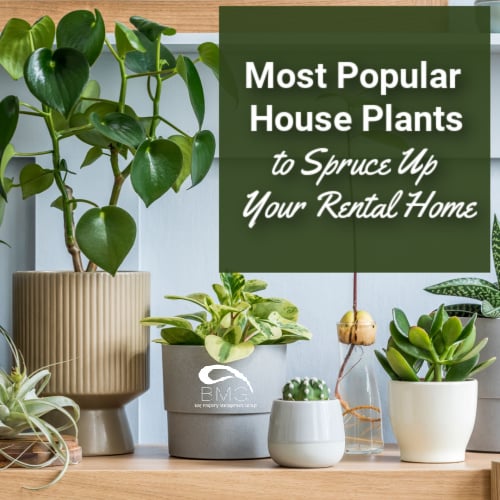 popular-houseplants