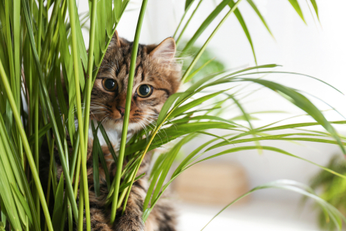 pet-friendly-plant