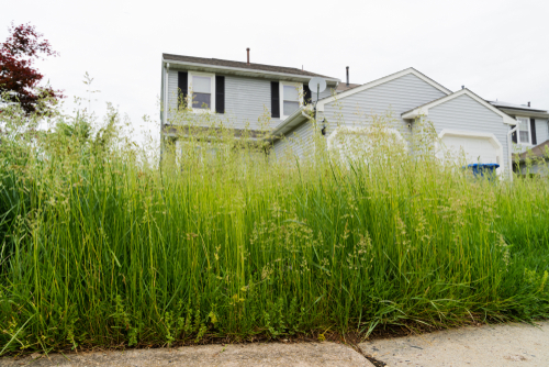 overgrown-lawn-at-rental-property
