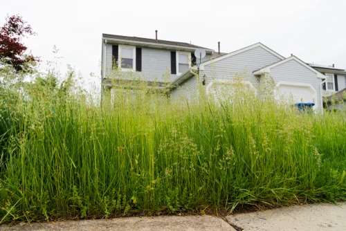 overgrown-lawn-at-rental-property