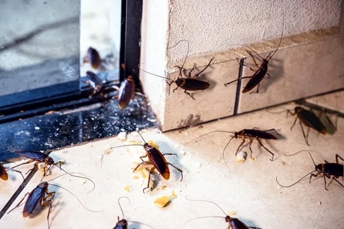 signs-of-a-pest-infestation