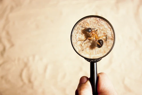 regular-inspections-for-pests