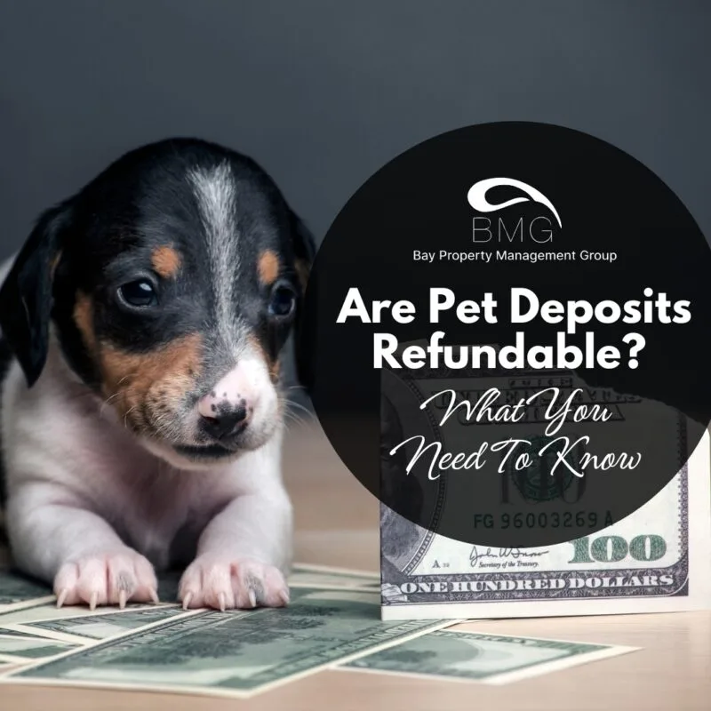 Are Pet Deposits Refundable What You Need To Know | Bay Property Management Group