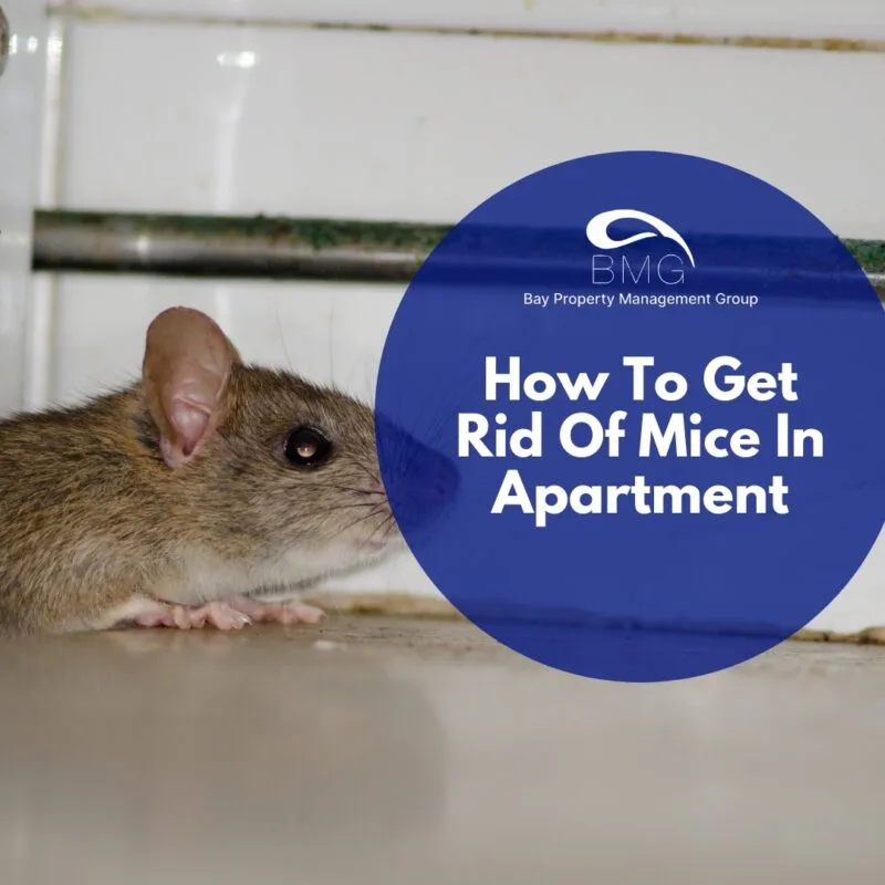 How To Get Rid Of Mice In Apartment | | Bay Property Management Group